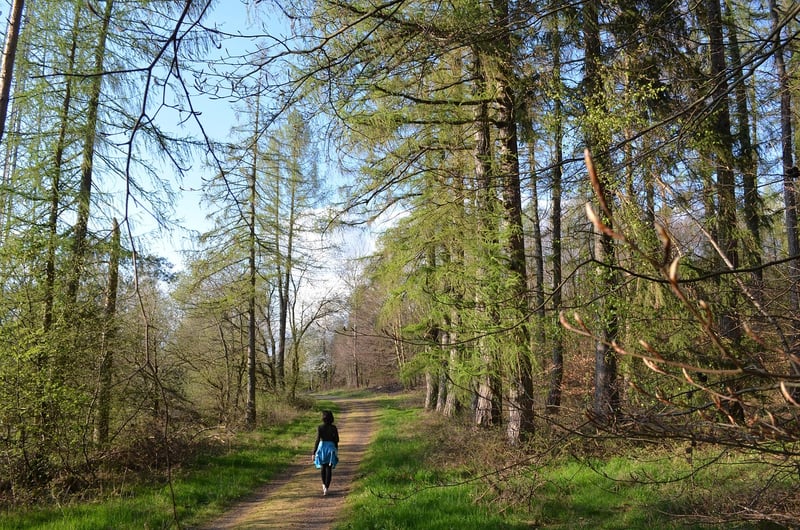 Forest Bathing